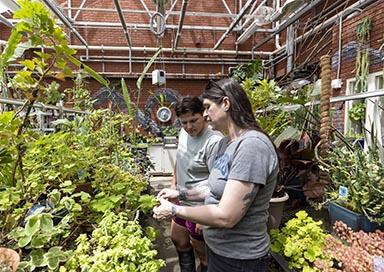 Professor and student working in greenhouse